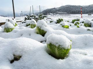 雪の下の野菜.jpg